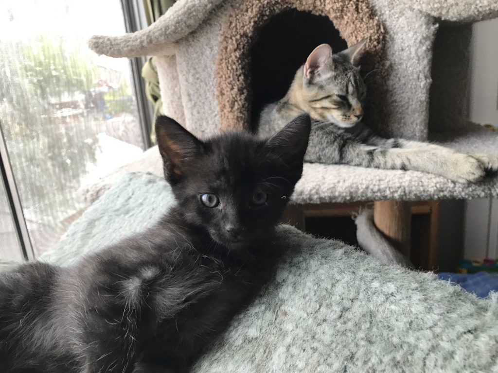 Kittens are adorable and fun, but they all need a good home