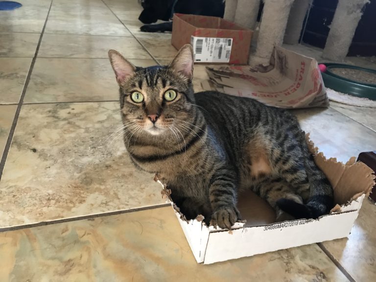 Cats and Boxes…Oh My!