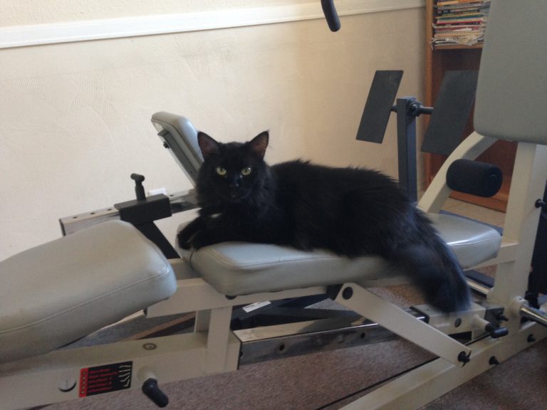 Dexter on workout bench