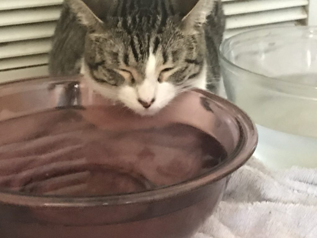 small kitten sleeping with chin on edge of water bowl