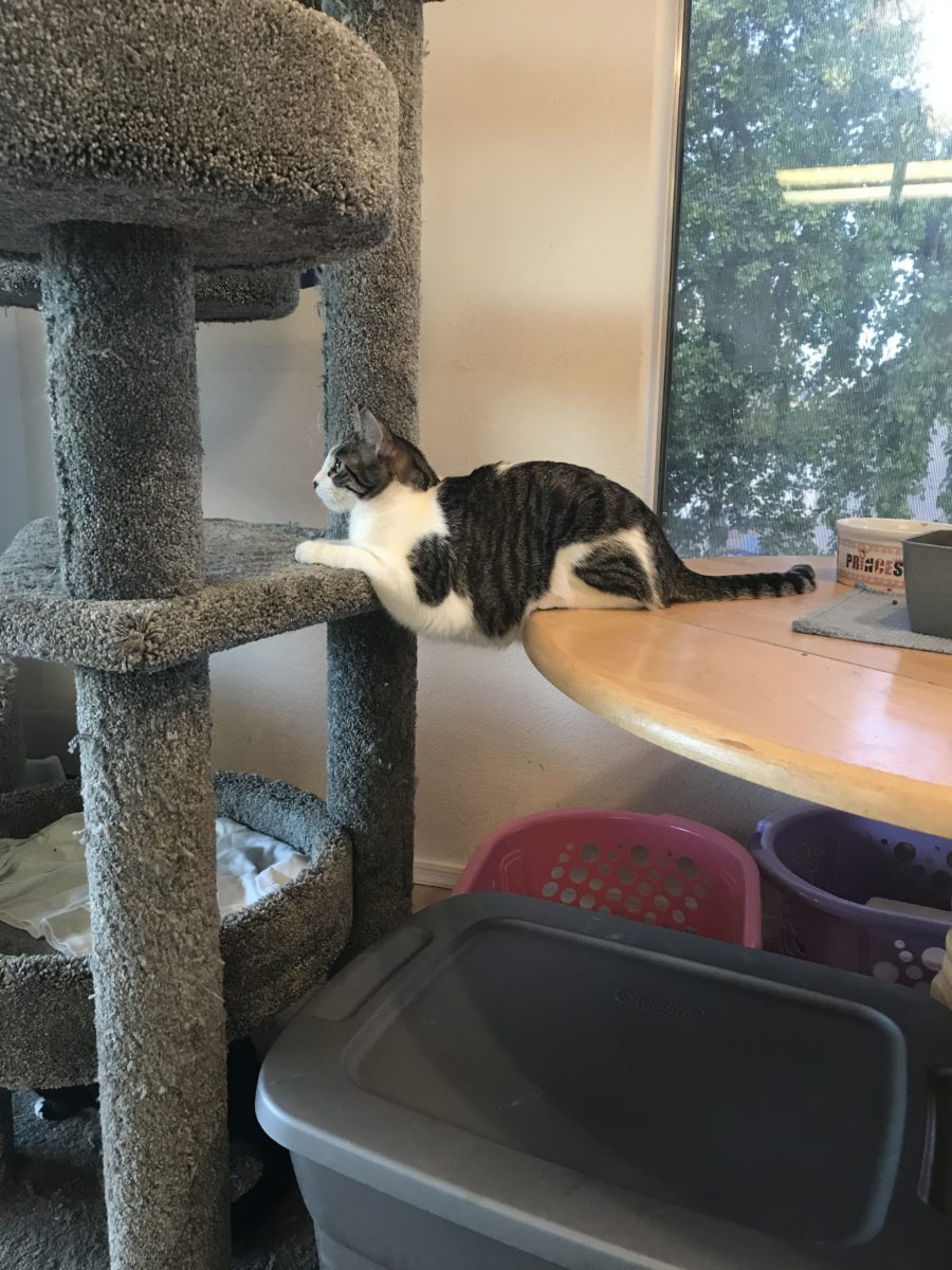 Grey and white cat laying scross space between tower and table like a bridge