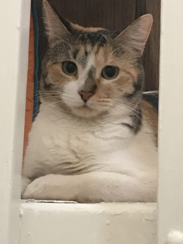 Sissy the Calico close up near white rails