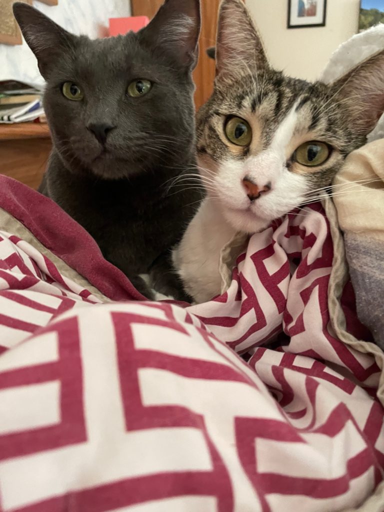 Grayson and Squish cuddling on a big white and red comforter on my bed.