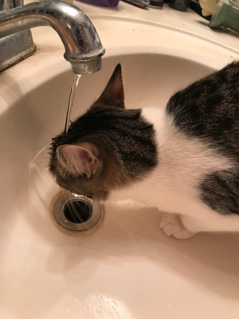 Squish the gery and white kitten getes a drink from a faucet while the water runs off of her head