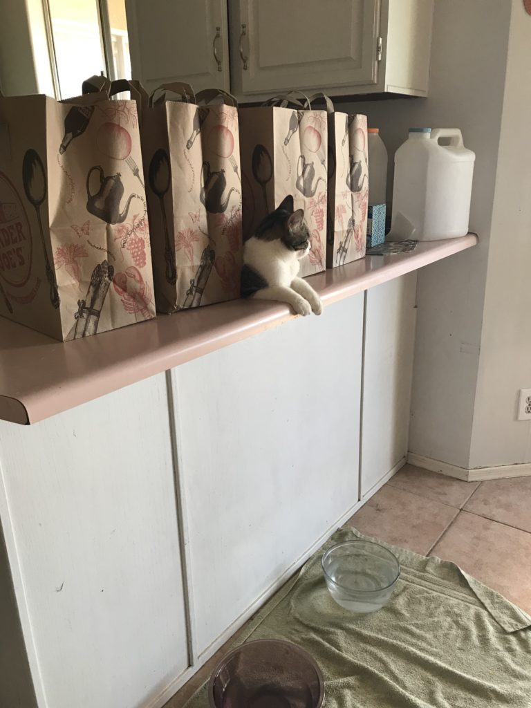 Squish the gray and white Tabby is laying on the kitchen counter in between a row of tall paper grocery bags.