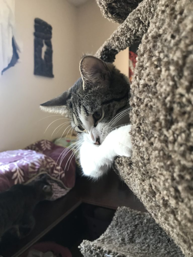 Squish the gray and white Tabby in a barrel on a tower with her arm and head hanging out a bit.