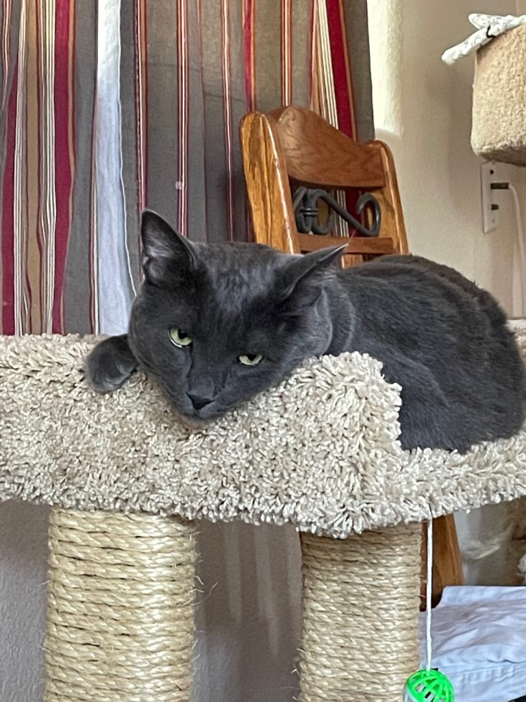 A Russian Blue No Longer