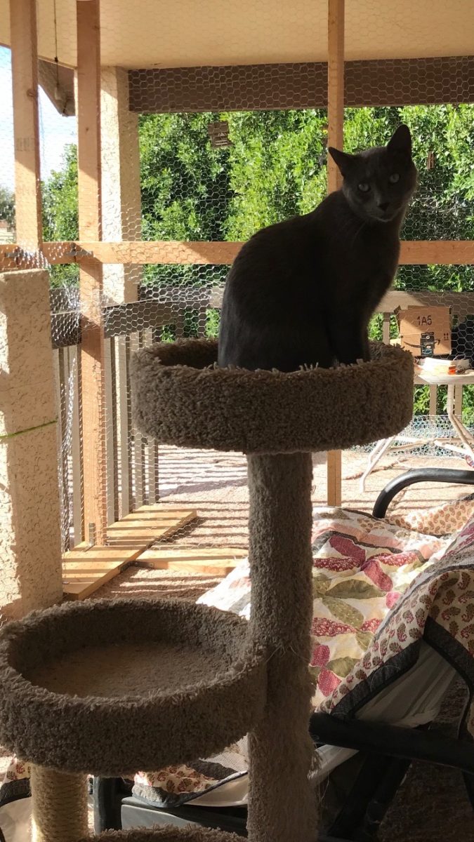 A Catio can be Amazing!