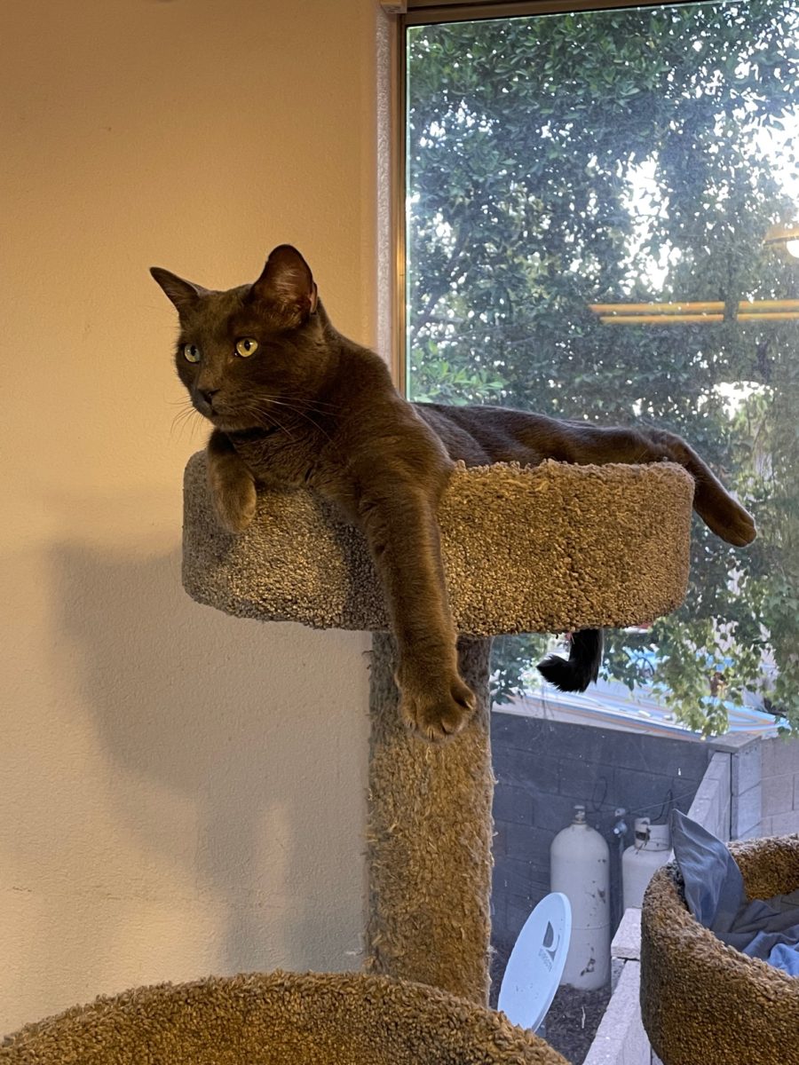 Grayson "hanging" in top of cat tower