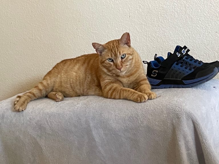 Cats and Shoes…Really?