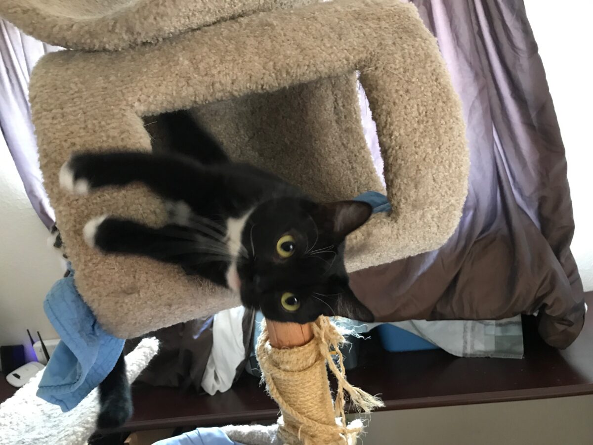 Ruby the cat playing on-a cat tree