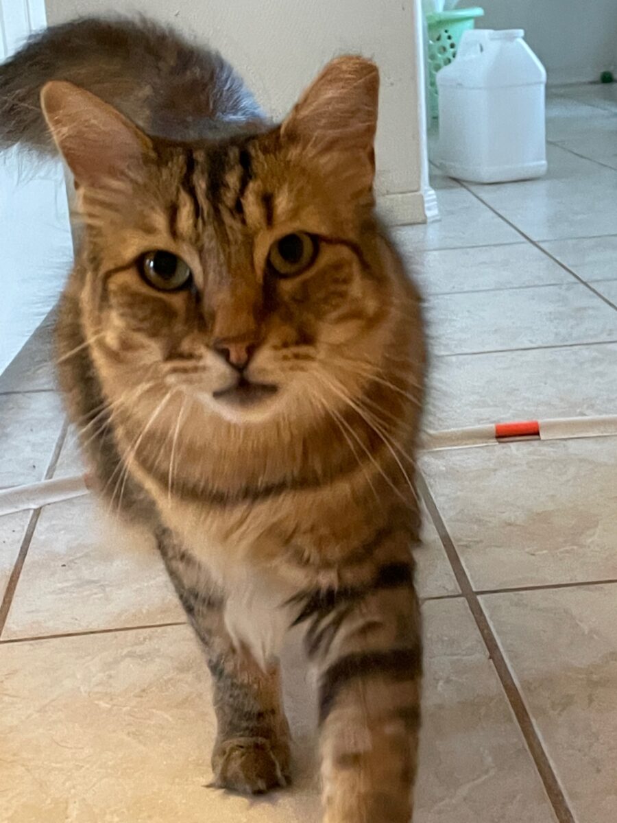 large cat Theo walking towards the camera