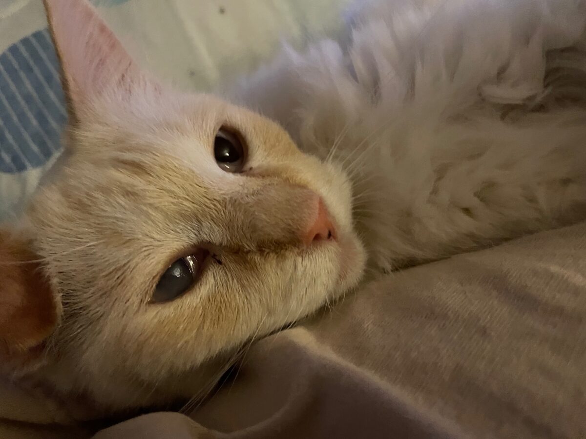 Murphy the Siamese big blue eyes close up