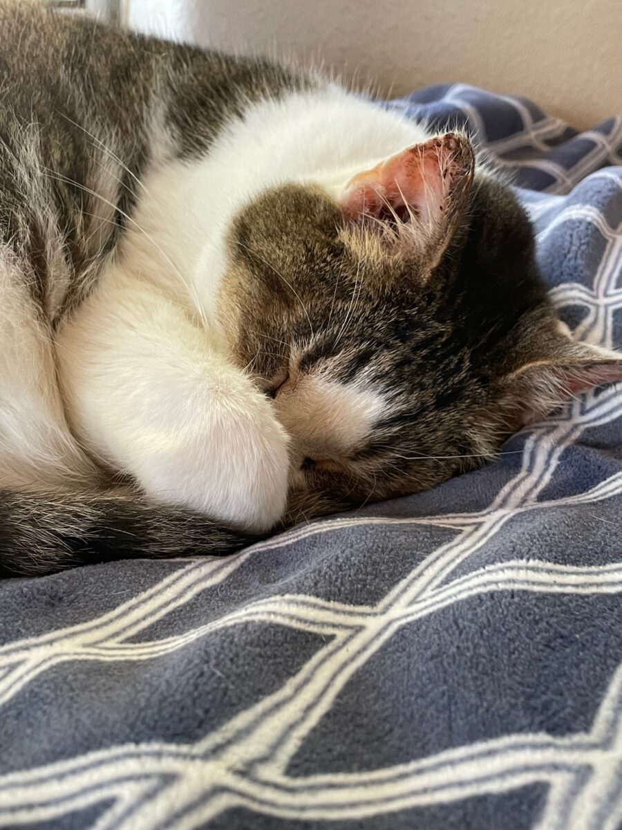 Oliver sleeping with paw over nose