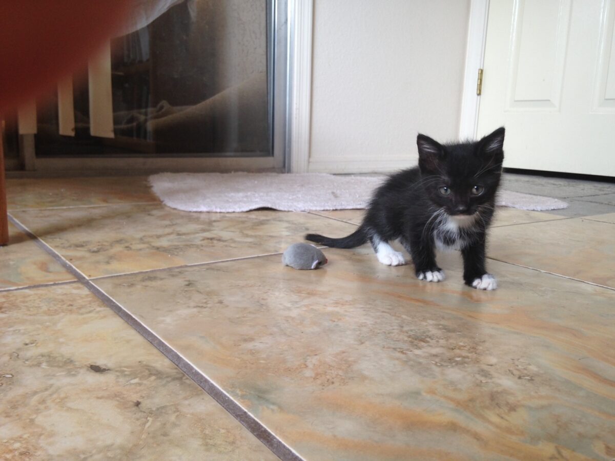 Tuxedo kitten on the floor