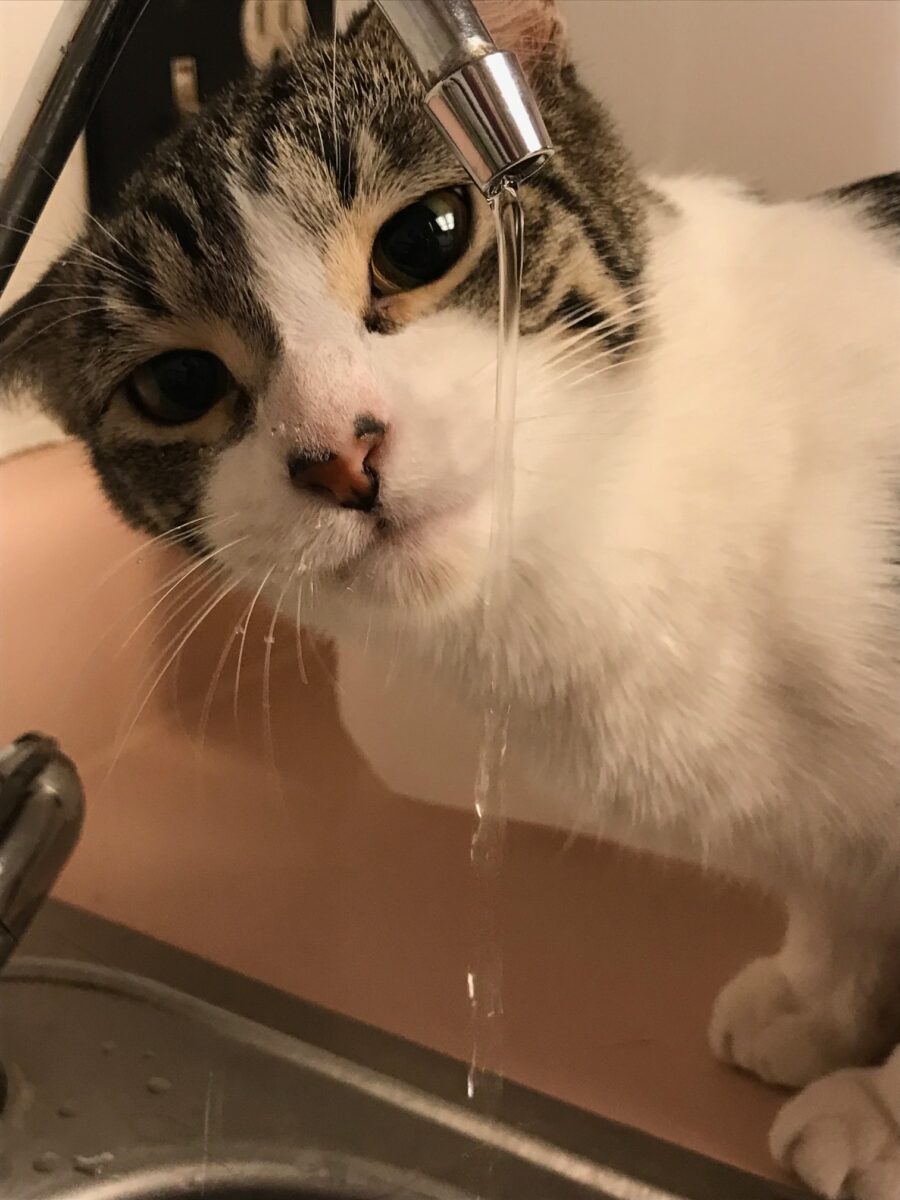 Cat getting drink from faucet face wet