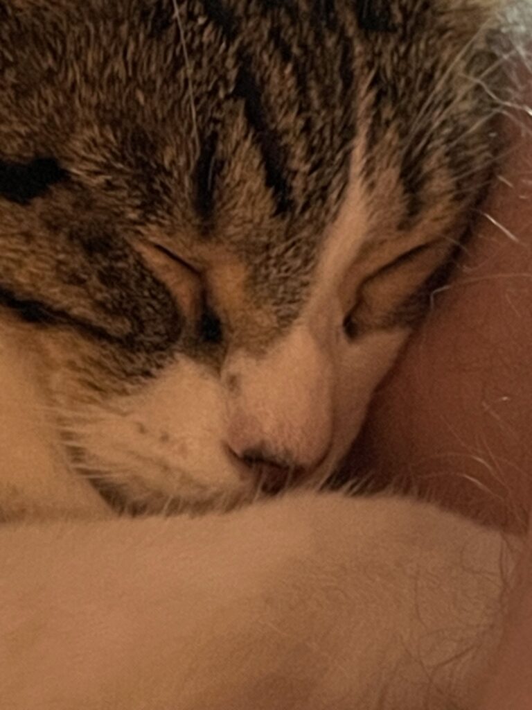 sleeping cat very close face