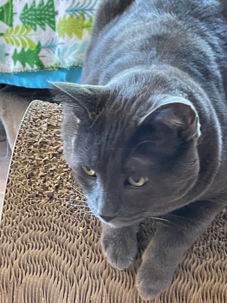 Russian Blue cat