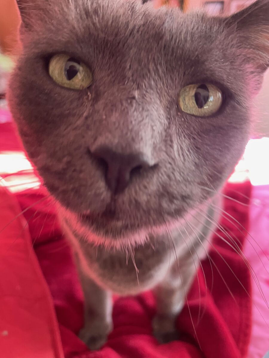 gray cat with face very close to the lens